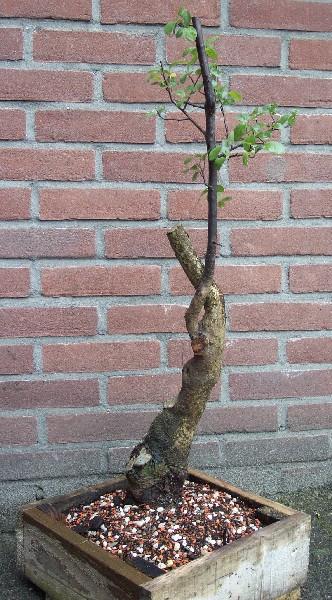 yamadori onbekend.jpg