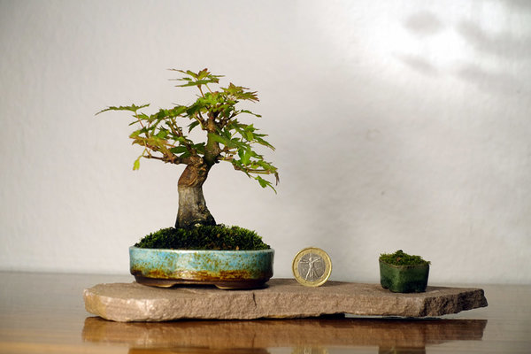 AcerPalm1_2016-04small.jpg