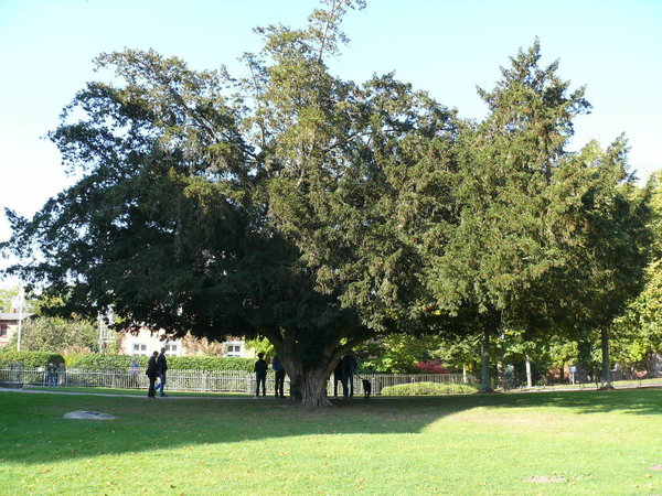 P1110457k.JPG