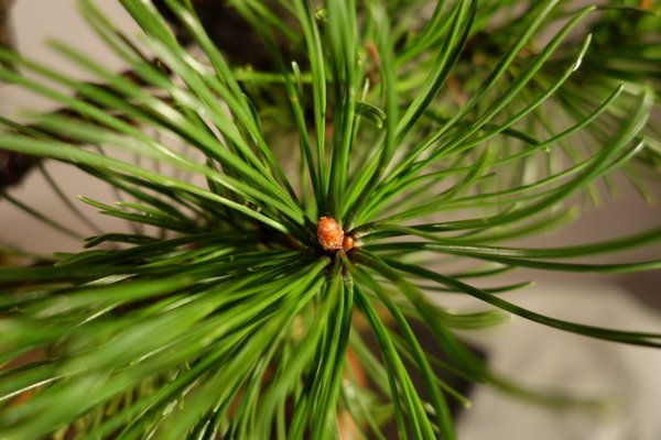 starke Knospen sind rötlich hell.
