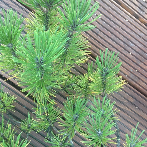 dunkle Knospen