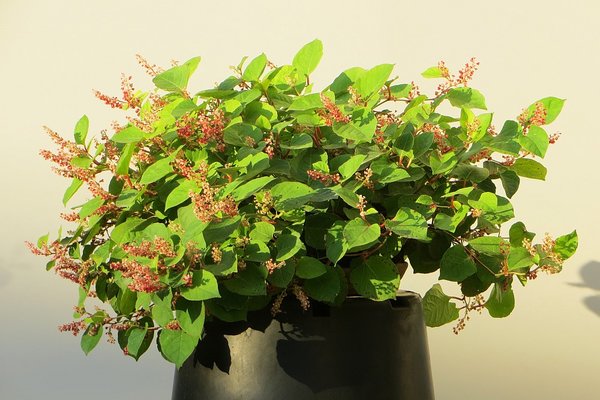 Fallopia-1_2016-09-13.jpg
