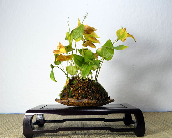 Schattenblume<br />Schale Walsall