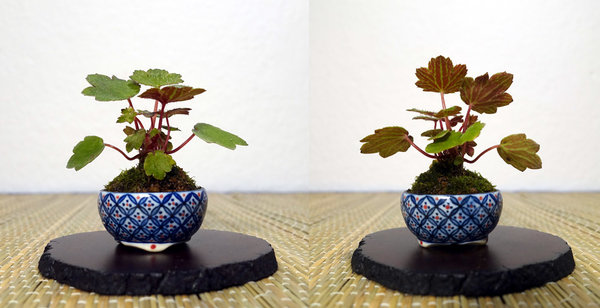 und noch mal der kleine Steinbrech mit der hübsch gemusterten Blattunterseite im neuen Japan-Porzellanschälchen<br />Gesamthöhe ca. 6 cm