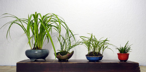 Iris gracilipes. 2 x Grassternchen Rhodohypoxis, Zwergkalmus