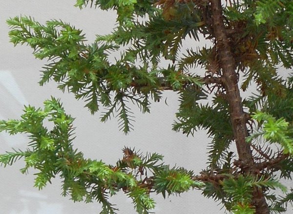 cryptomeria3.jpg