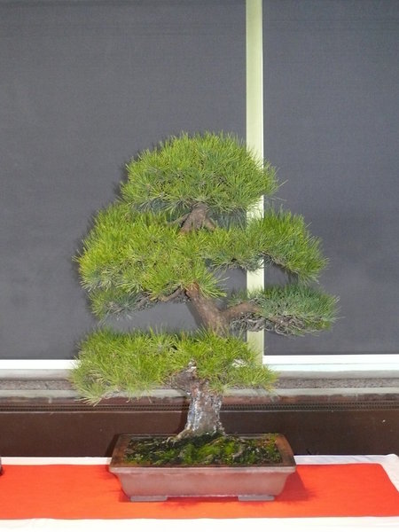 P1170235k.JPG