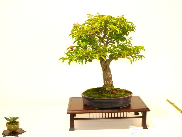 Bougainvillea