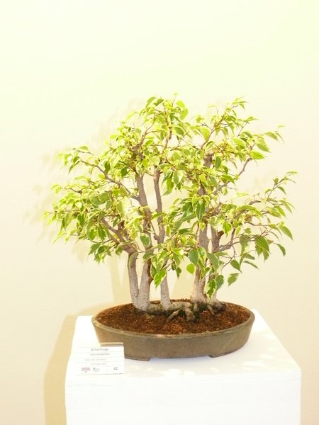 Panaschierter Ficus benjamina