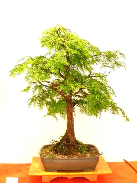 Als Taxodium distichum (Sumpfzypresse) deklariert, m.E. aber eine Metasequoia glyptostroboides (Urweltmammutbaum)