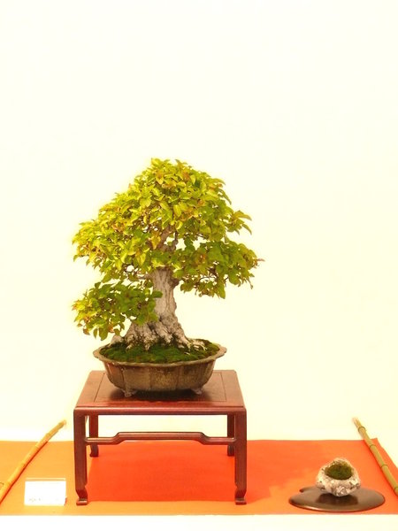 Koreanische Hainbuche