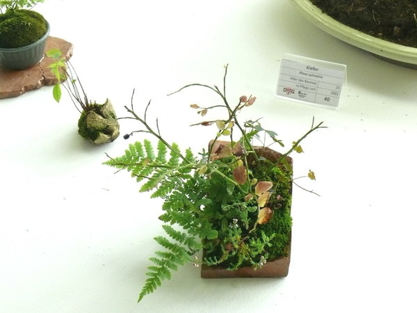 P1170317k.JPG