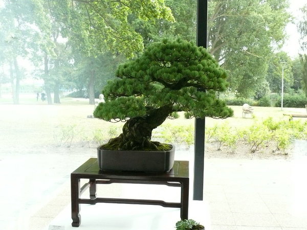 Mädchenkiefer aus dem Bonsai-Museum Düsseldorf