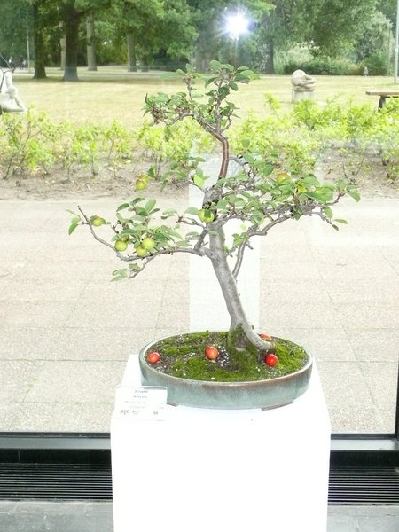 Apfelbaum