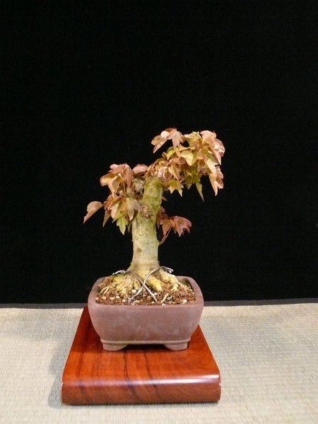P1100242k.JPG
