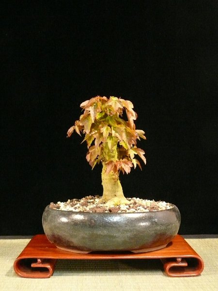 P1100243k.JPG