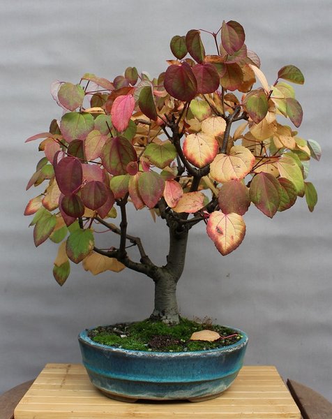 Cercidiphyllum