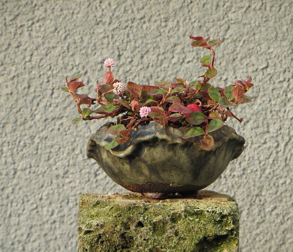 Knöterich_2016-09.jpg