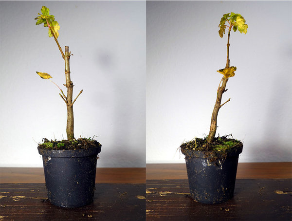 Feldahorn Nr.1 im November 2015: Höhe 18cm, Stammdicke unten 9mm