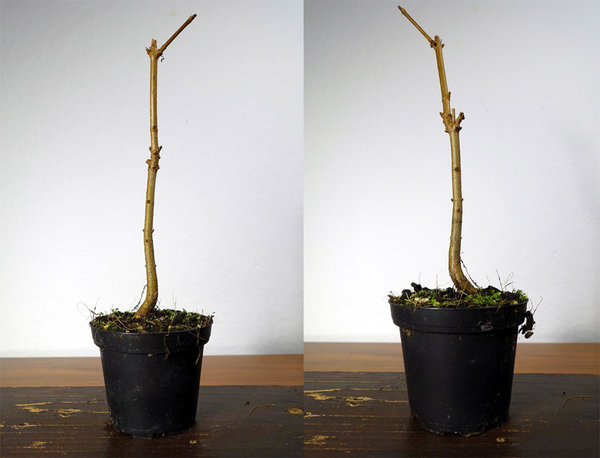 Feldahorn Nr. 2 im November 2015: Höhe 22 cm, Stammdicke unten 8mm