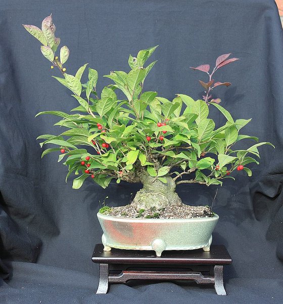 Ilex serrata 1 201609_001_e.jpg