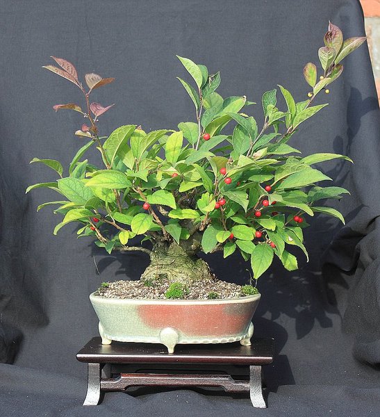 Ilex serrata 1 201609_002_e.jpg