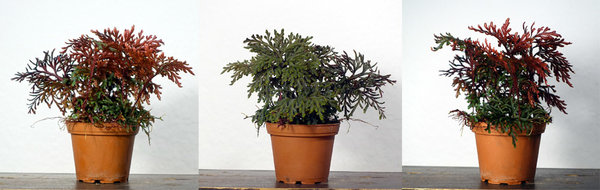 Moosfarn Selaginella erythropus<br />dunkle Blattoberseiten, rote Blattunterseiten