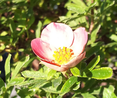 rosa Poti