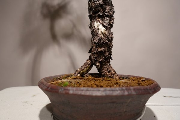 Nebari