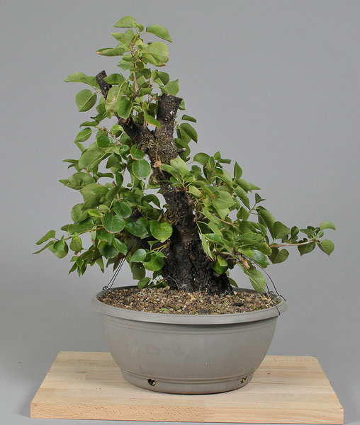 FS3_0840.jpg