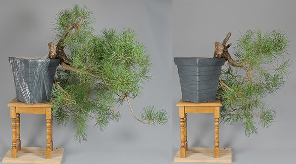 FS3_0851.jpg