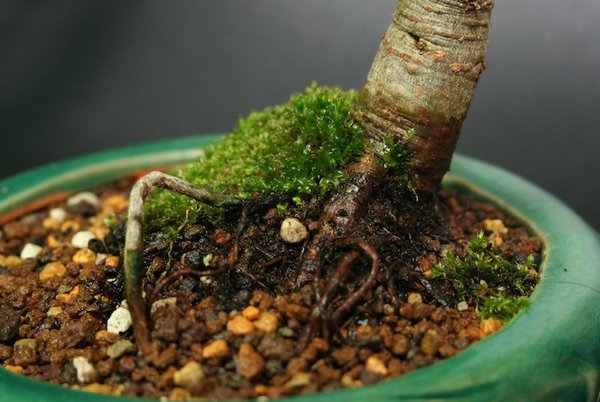 Nebari Lärchen-Shohin 03/2015