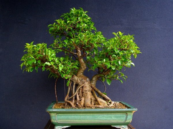 Mai 2006
