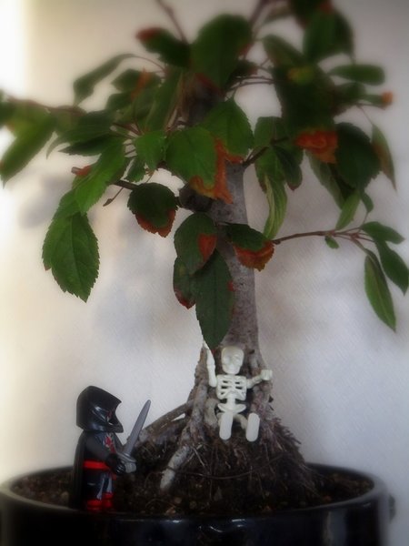halloweenbonsai 018b....jpg