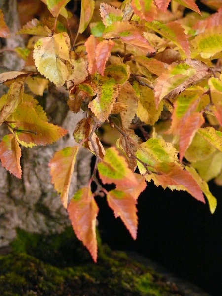 P1170646k.JPG