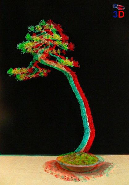 Pinus sylvestris - Literat in 3D - von vorne