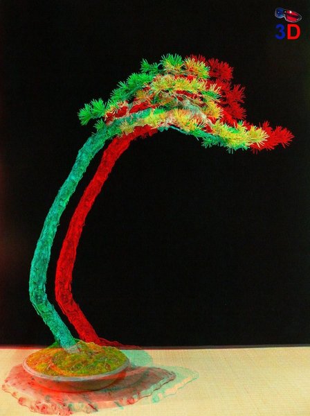 Pinus sylvestris - Literat in 3D - von hinten