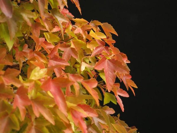 K800_Kaede Herbst 1a.JPG