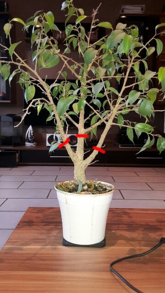 Ficus_M_2016-10-16 08.38.15v.jpg