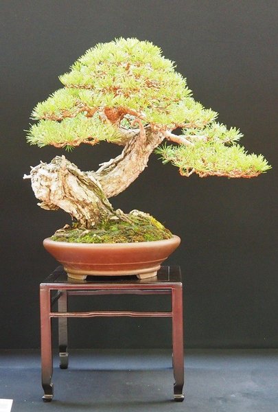 Baum11.jpg