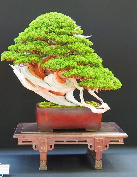 Baum12.jpg