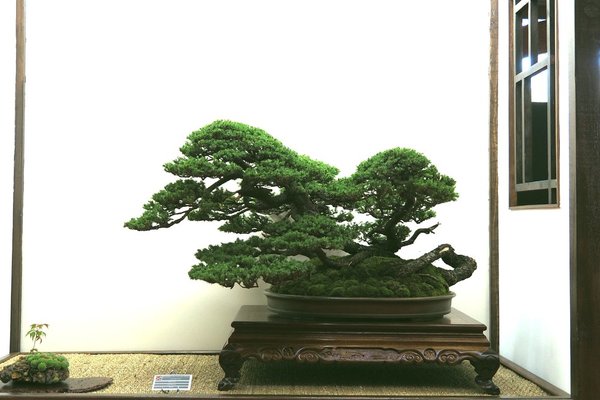 Baum13.jpg