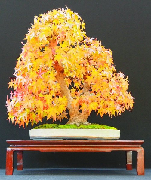 Baum14.jpg