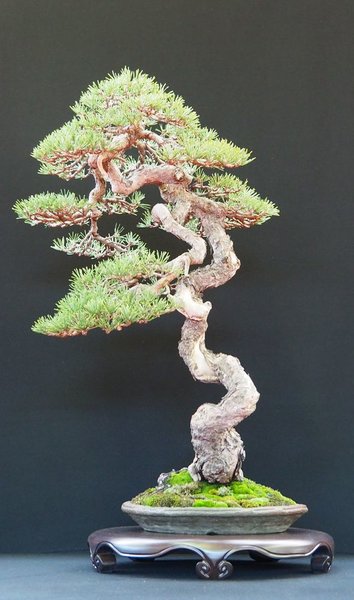 Baum15.jpg