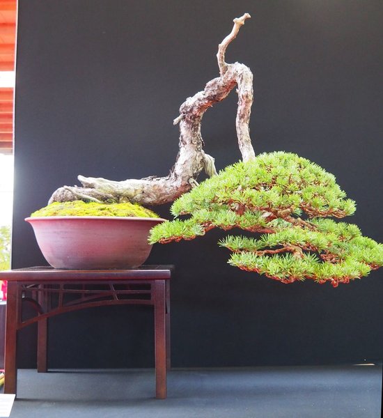 Baum17.jpg