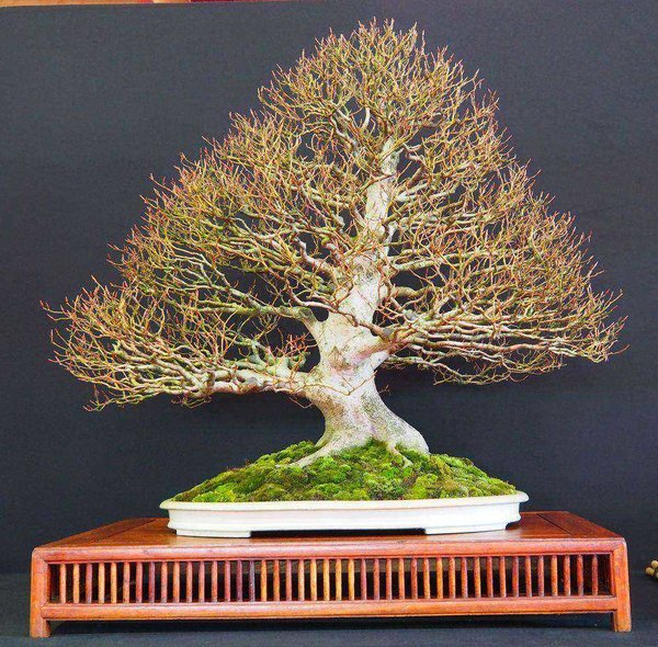 Baum18.jpg
