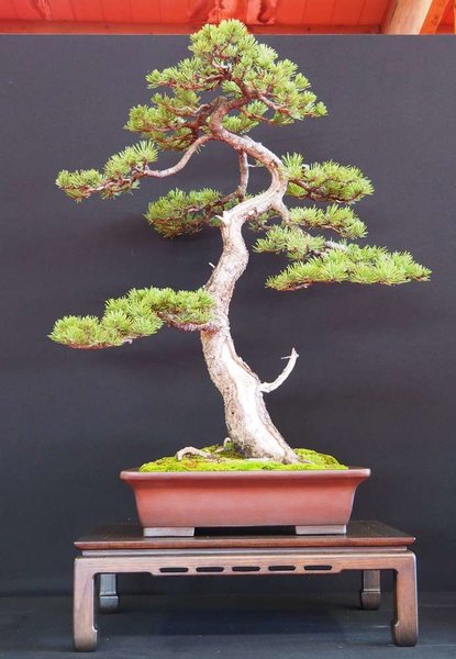 Baum19 - Kopie.jpg