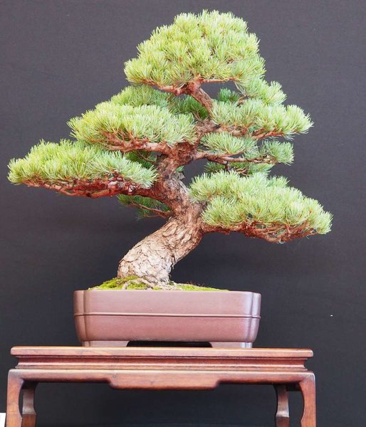 Baum21.jpg