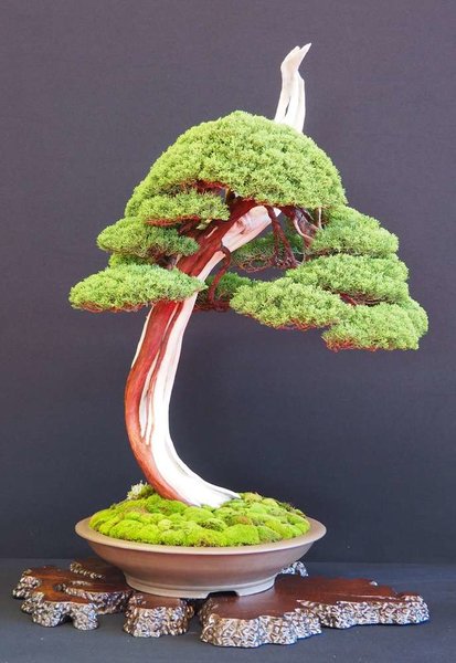 Baum22.jpg