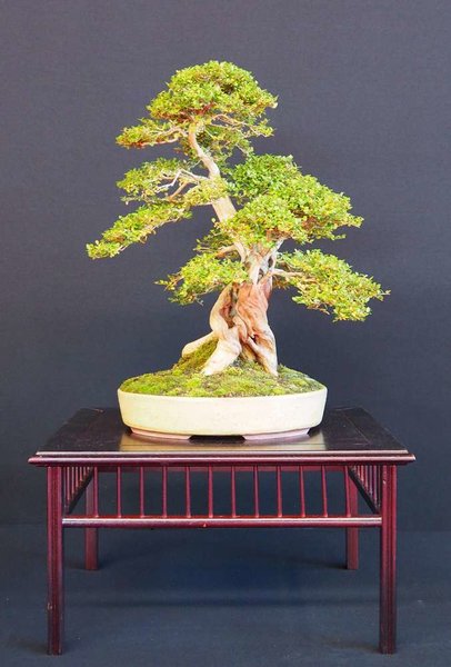 Baum24.jpg